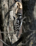 Downy Woodpecker 0817
